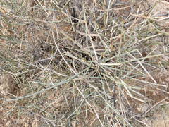 Ephedra nevadensis