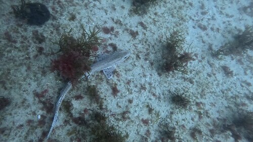 Scyliorhinus canicula