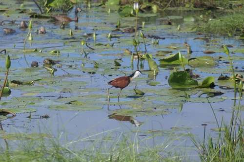 iNaturalist: (c) carstenfuchs, some rights reserved (CC BY-NC) iNaturalist image