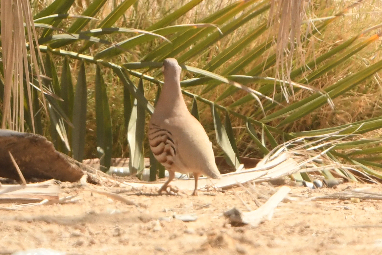 Sand Partridge (Ammoperdix heyi), photo 5