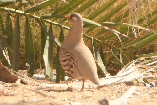 Sand Partridge (Ammoperdix heyi), photo 3