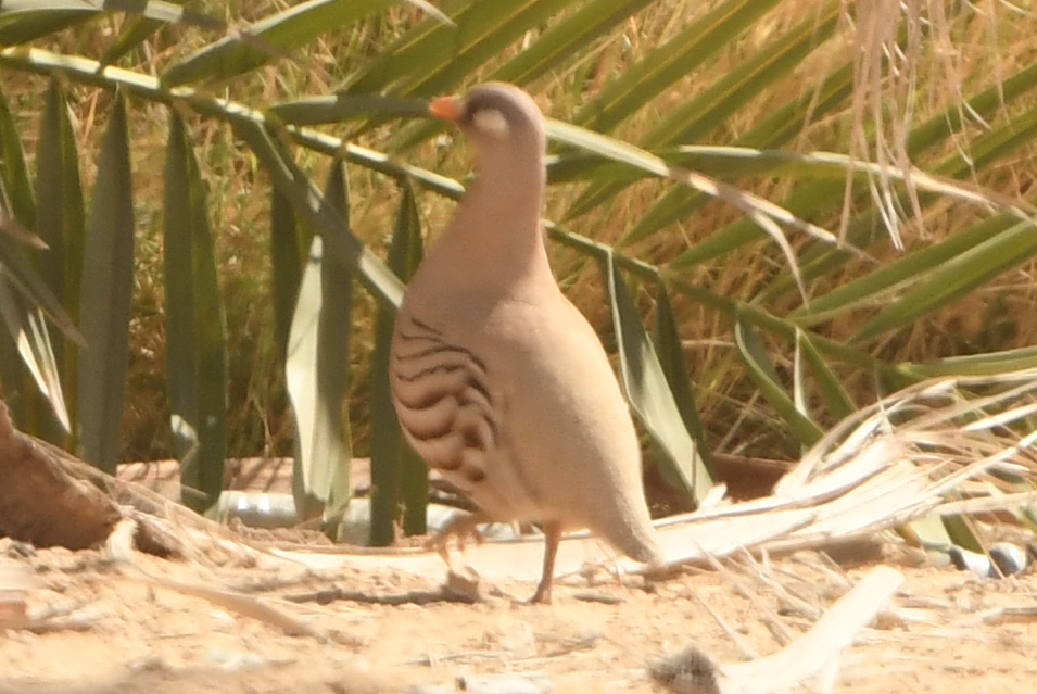 Sand Partridge (Ammoperdix heyi), photo 4