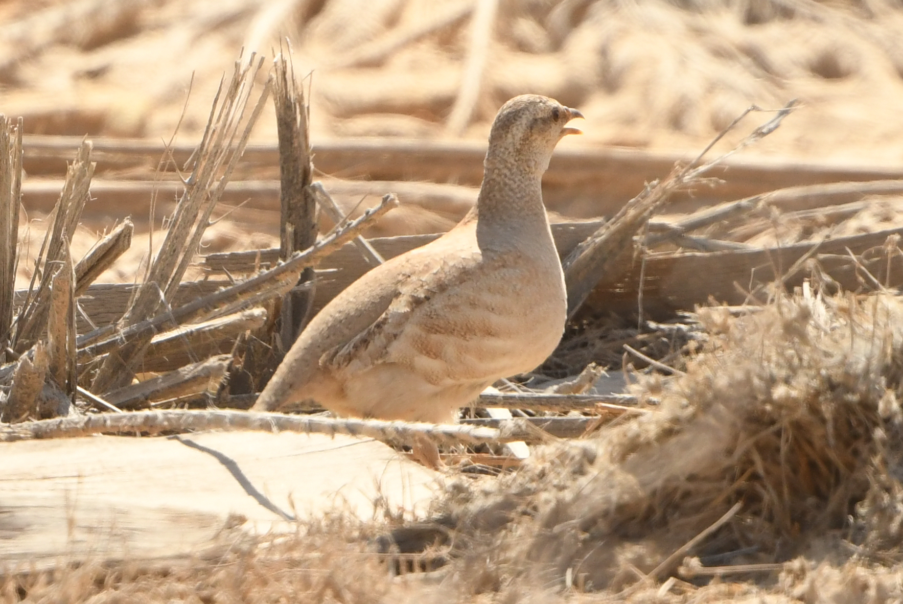 Sand Partridge (Ammoperdix heyi), photo 7