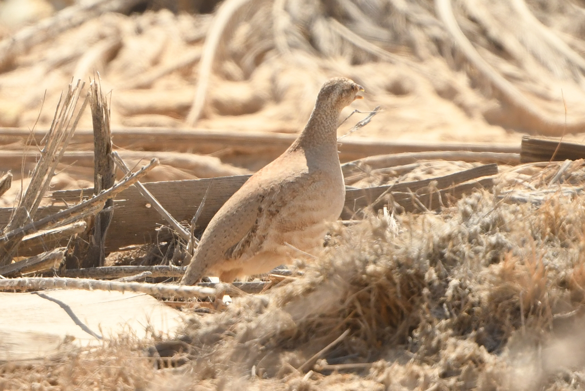 Sand Partridge (Ammoperdix heyi), photo 6