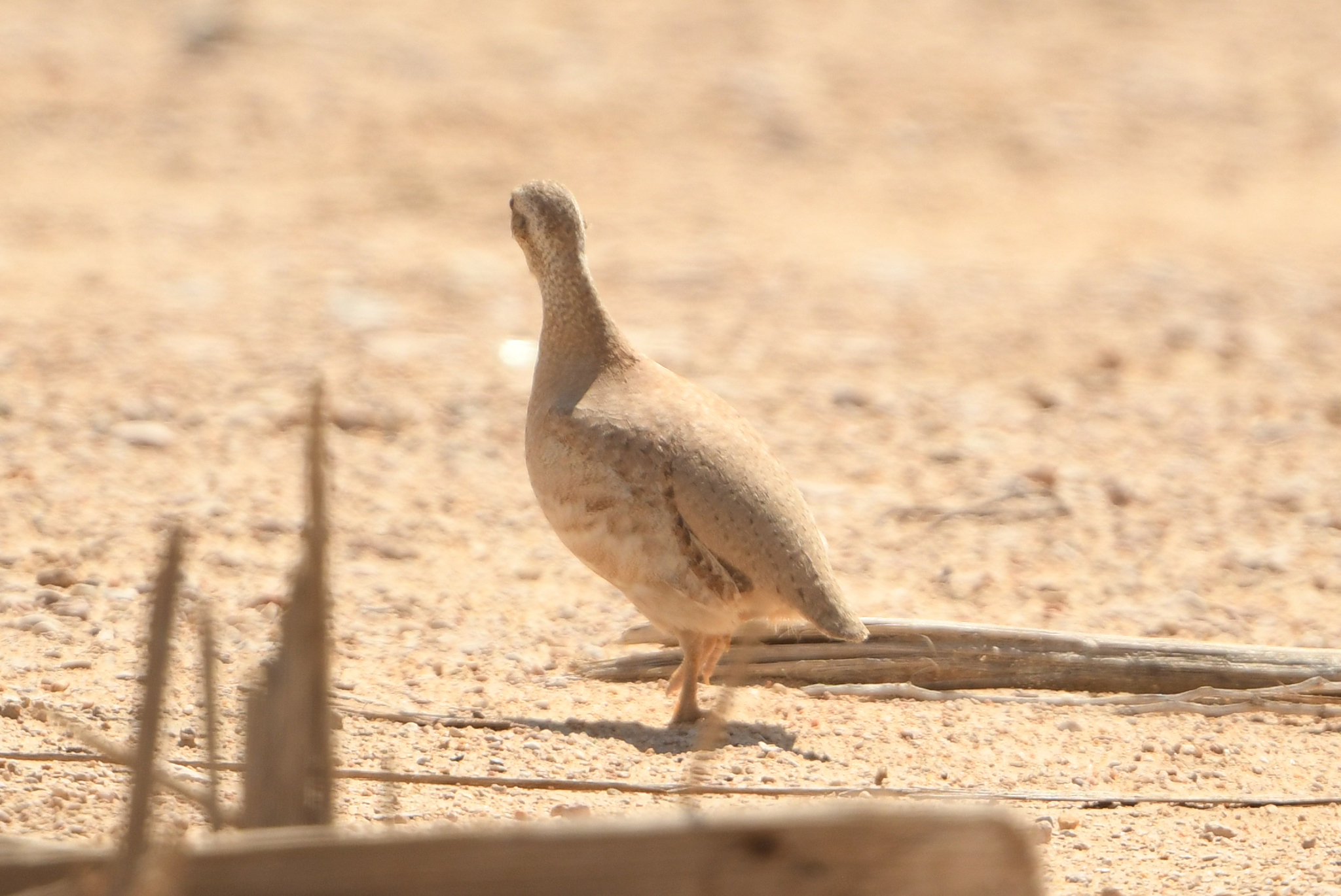 Sand Partridge (Ammoperdix heyi), photo 8