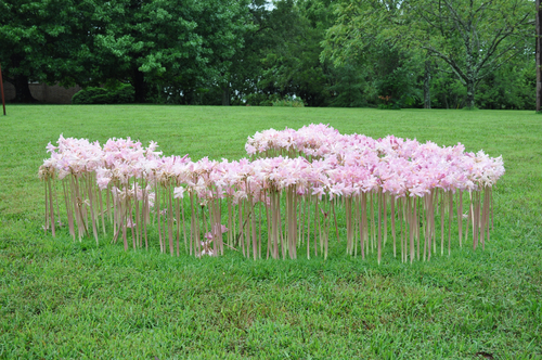 Resurrection Lily (Lycoris squamigera)