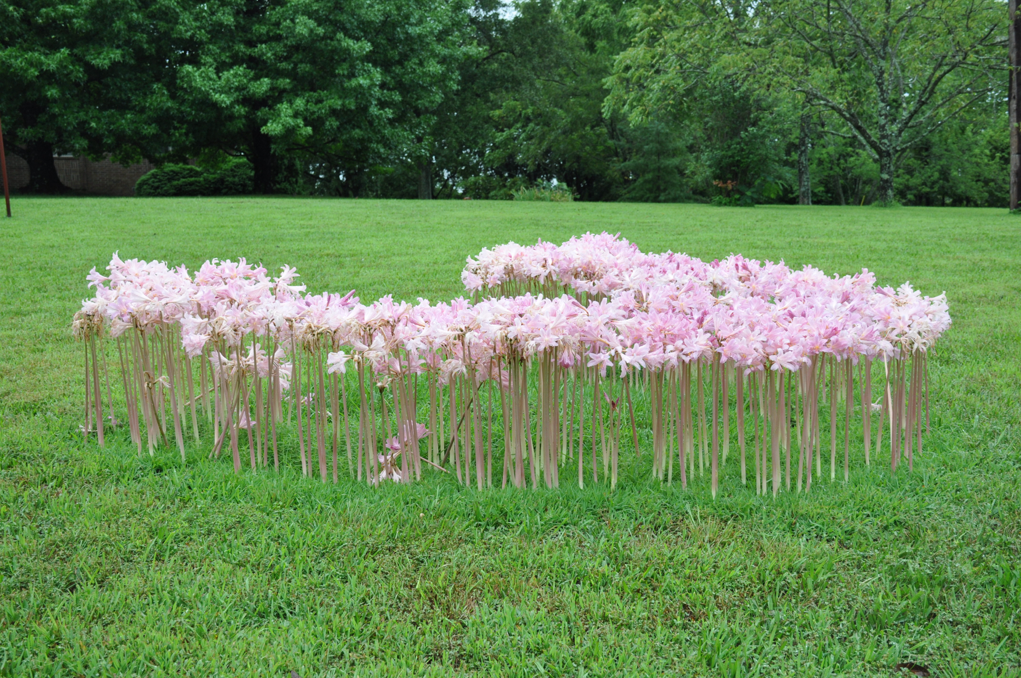 Resurrection Lily (Lycoris squamigera)