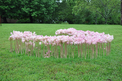 Herbstlilie (Lycoris squamigera)