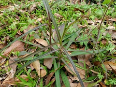 Lactuca graminifolia