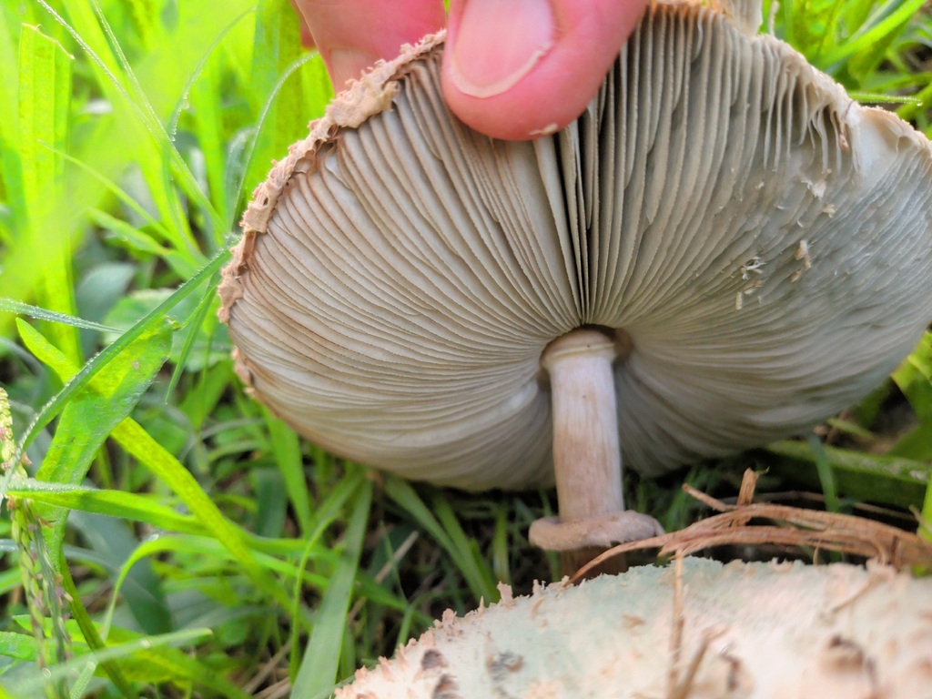Chlorophyllum molybdites · April 2026 · photo: © roger86656 (iNaturalist, cc0)