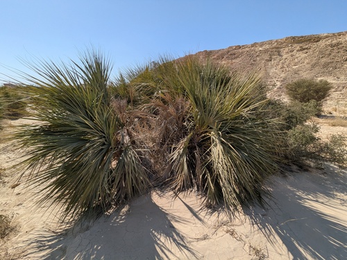 Nannorrhops ritchieana