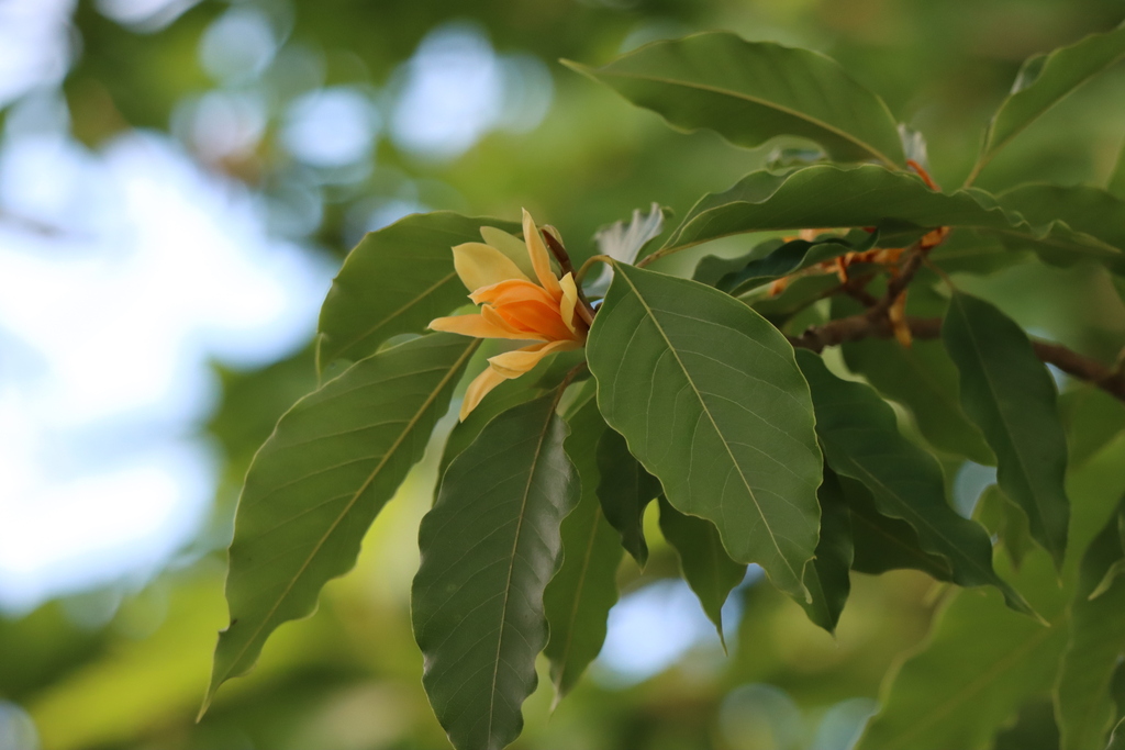 hoàng lan – Cananga odorata