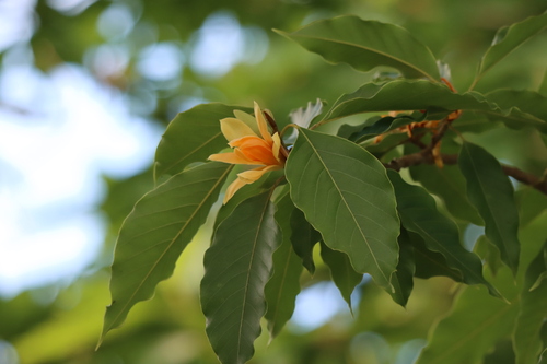 Ylang-Ylang Tree (Cananga odorata)