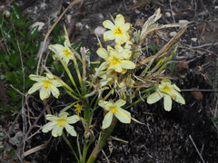 Hexaglottis