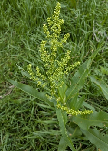 Pale Dock (Rumex altissimus)