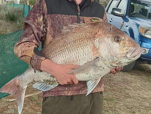 Bream (Pagrus auratus) — Sparidae — 4