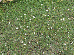 Convolvulus capensis