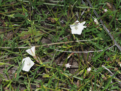 Convolvulus capensis