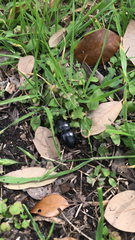 Pasimachus californicus