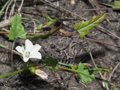 Convolvulus capensis