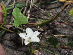 Convolvulus capensis