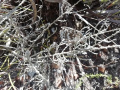 Lepidochrysops trimeni