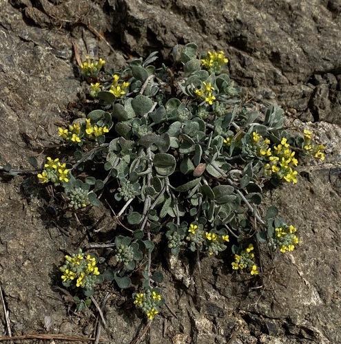 Alyssum akamasicum