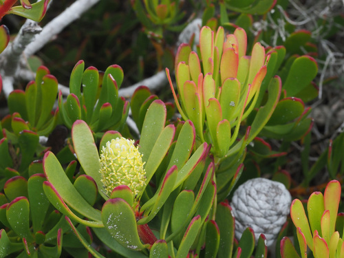 Leucadendron muirii E.Phillips