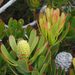 Silverball Conebush - Photo (c) Felix Riegel, some rights reserved (CC BY-NC), uploaded by Felix Riegel