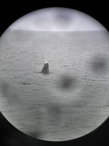 Grey Whale photographed in Washington