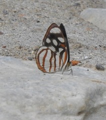 Dynamine chryseis