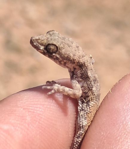 Algerian Sand Gecko