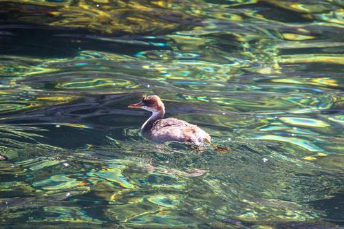 Titicaca Grebe