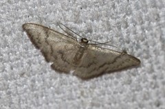 Idaea coercita