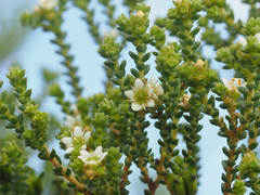 Diosma guthriei