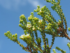 Diosma guthriei