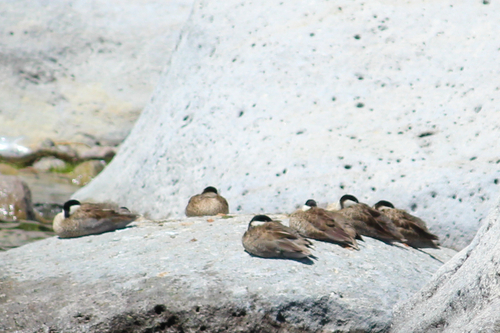 Puna Teal