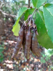 Capparidastrum frondosum