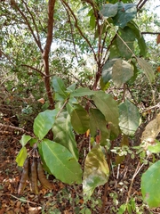 Capparidastrum frondosum