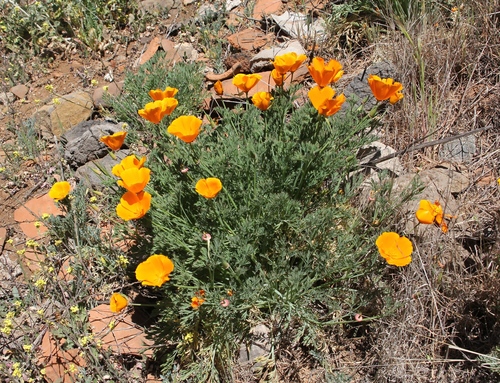 Eschscholzia californica image