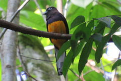 Trogon chionurus
