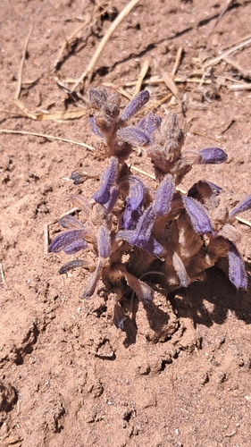 Phelipanche reuteriana