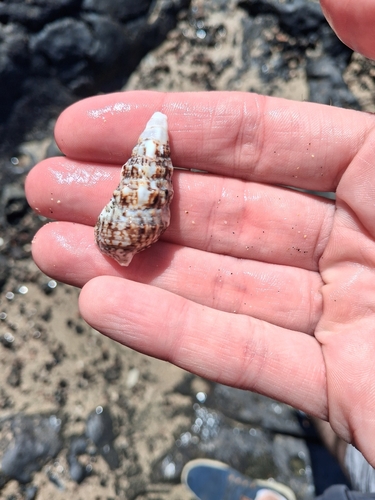 Thericium vulgatum