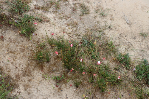 Lady's hand (Cyanella alba)
