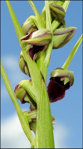 Pott's Orchid (Orthochilus pottsii)