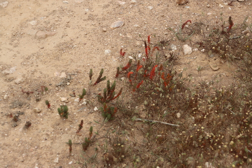 Oxalis massoniana, photograph 2