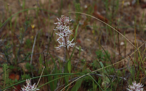 Wurmbea dolichantha (Wurmbea dolichantha)