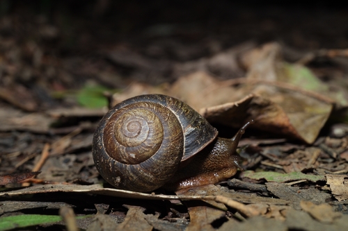 Sauroconcha gulosa observed 2026-04-01
