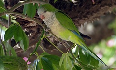 Myiopsitta monachus