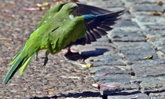 Myiopsitta monachus
